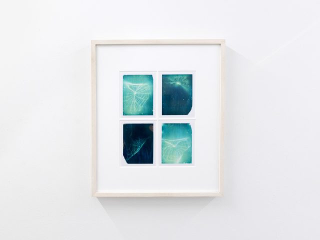 This photograph shows a color photograph of spiderwebs framed on the wall of a gallery.