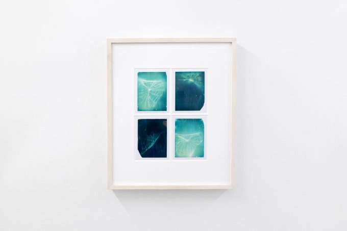 This photograph shows a color photograph of spiderwebs framed on the wall of a gallery.