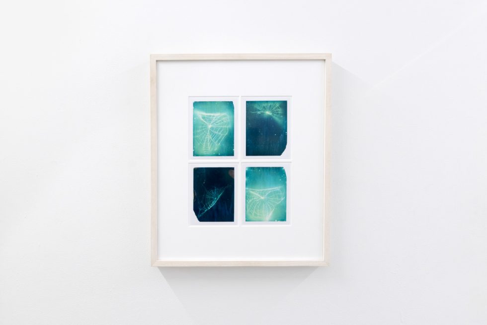 This photograph shows a color photograph of spiderwebs framed on the wall of a gallery.