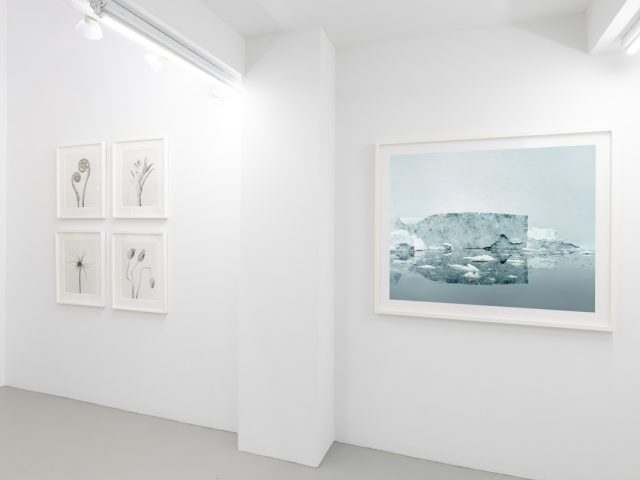This photograph shows the walls of a gallery where a color photograph of a blue iceberg is hung next to black and white photographs of plants.