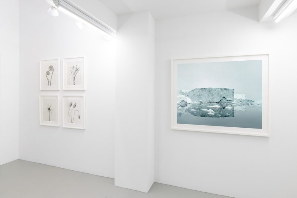 This photograph shows the walls of a gallery where a color photograph of a blue iceberg is hung next to black and white photographs of plants.