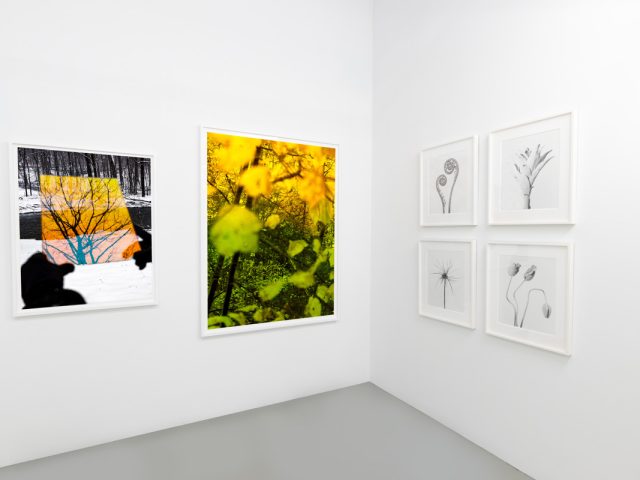 This photograph shows the walls of a gallery where brightly colored photographs are hung next to black and white photographs of plants.