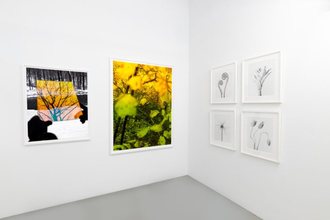 This photograph shows the walls of a gallery where brightly colored photographs are hung next to black and white photographs of plants.