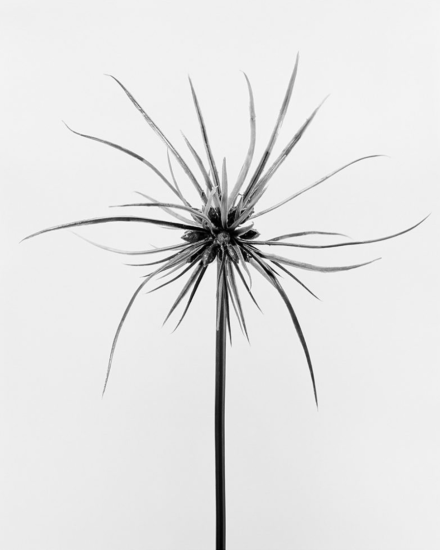 This black and white photograph shows a plant with spindly petals against a grey background.