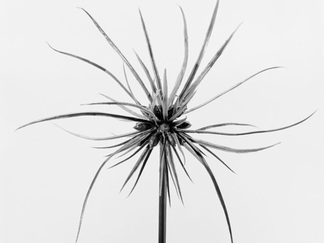 This black and white photograph shows a plant with spindly petals against a grey background.