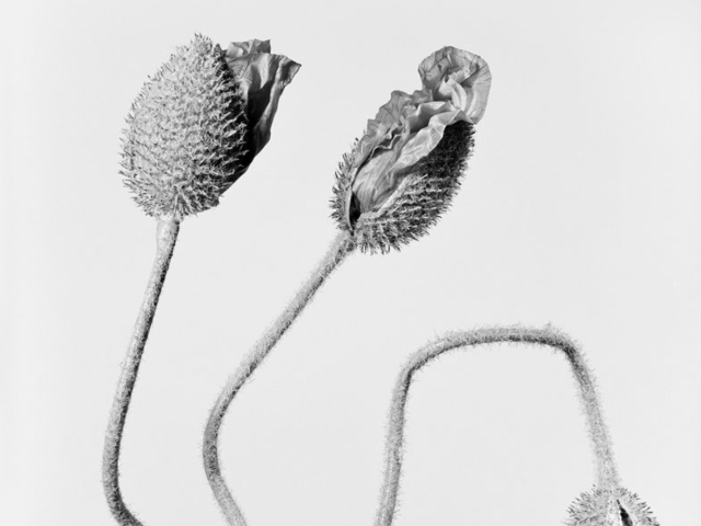 This photograph shows seed pods in black and white set against a grey background.