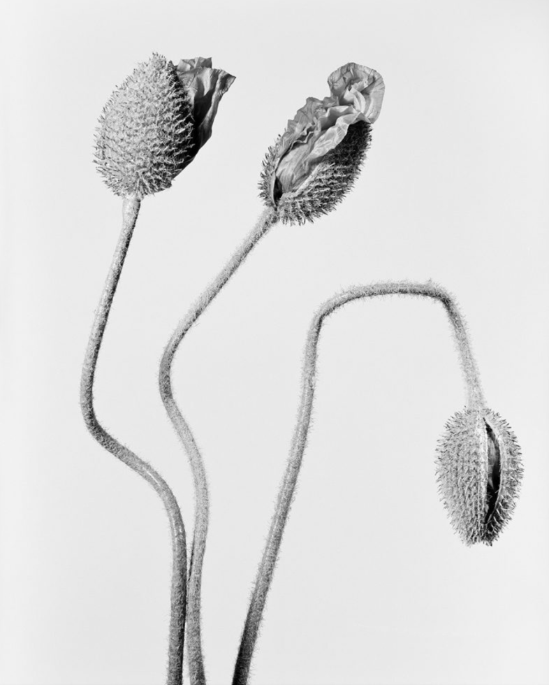 This photograph shows seed pods in black and white set against a grey background.