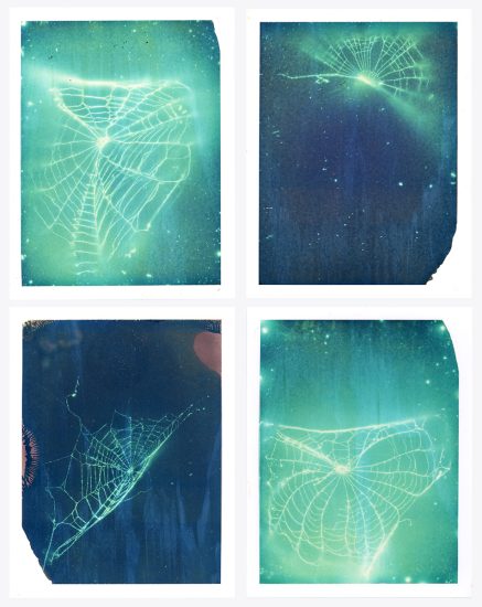 Silhouettes of spider webs in four frames against blue and greenish-blue backgrounds.